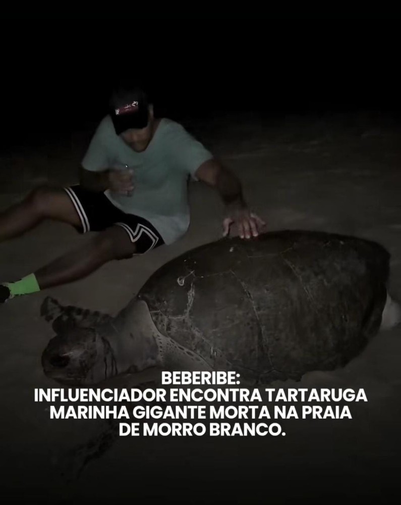 TARTARUGA ACHADA MORTA EM MORRO BRANCO BEBERIBE CEARA tok na tela
